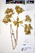  ( - HERB0251)  @11 [ ] CreativeCommons - Attribution Non-Commercial Share-Alike (2013) Unspecified UBC Herbarium