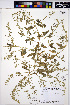  ( - HERB0113)  @11 [ ] CreativeCommons - Attribution Non-Commercial Share-Alike (2013) Unspecified UBC Herbarium