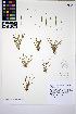 ( - HERB0428)  @11 [ ] CreativeCommons - Attribution Non-Commercial Share-Alike (2013) Unspecified UBC Herbarium