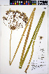  ( - HERB0106)  @11 [ ] CreativeCommons - Attribution Non-Commercial Share-Alike (2013) Unspecified UBC Herbarium