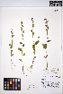  ( - HERB0165)  @11 [ ] CreativeCommons - Attribution Non-Commercial Share-Alike (2013) Unspecified UBC Herbarium