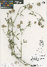  ( - HERB0335)  @11 [ ] CreativeCommons - Attribution Non-Commercial Share-Alike (2013) Unspecified UBC Herbarium