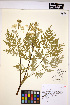  (Myrrhis - HERB0040)  @11 [ ] CreativeCommons - Attribution Non-Commercial Share-Alike (2013) Unspecified UBC Herbarium