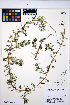  ( - HERB0395)  @11 [ ] CreativeCommons - Attribution Non-Commercial Share-Alike (2013) Unspecified UBC Herbarium