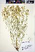  (Astragalus filipes - HERB0267)  @11 [ ] CreativeCommons - Attribution Non-Commercial Share-Alike (2013) Unspecified UBC Herbarium