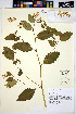  ( - HERB0065)  @11 [ ] CreativeCommons - Attribution Non-Commercial Share-Alike (2013) Unspecified UBC Herbarium