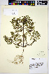  ( - HERB0253)  @11 [ ] CreativeCommons - Attribution Non-Commercial Share-Alike (2013) Unspecified UBC Herbarium