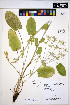  ( - HERB0031)  @11 [ ] CreativeCommons - Attribution Non-Commercial Share-Alike (2013) Unspecified UBC Herbarium