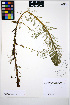  ( - HERB0390)  @11 [ ] CreativeCommons - Attribution Non-Commercial Share-Alike (2013) Unspecified UBC Herbarium