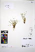  ( - HERB0427)  @11 [ ] CreativeCommons - Attribution Non-Commercial Share-Alike (2013) Unspecified UBC Herbarium