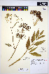  ( - HERB0025)  @11 [ ] CreativeCommons - Attribution Non-Commercial Share-Alike (2013) Unspecified UBC Herbarium