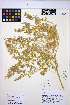  ( - HERB0303)  @11 [ ] CreativeCommons - Attribution Non-Commercial Share-Alike (2013) Unspecified UBC Herbarium