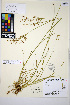  ( - HERB0459)  @11 [ ] CreativeCommons - Attribution Non-Commercial Share-Alike (2013) Unspecified UBC Herbarium