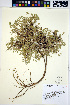  (Astragalus vexilliflexus - HERB0277)  @11 [ ] CreativeCommons - Attribution Non-Commercial Share-Alike (2013) Unspecified UBC Herbarium