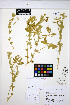  (Lathyrus littoralis - HERB0291)  @11 [ ] CreativeCommons - Attribution Non-Commercial Share-Alike (2013) Unspecified UBC Herbarium