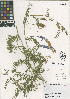  ( - HERB0339)  @11 [ ] CreativeCommons - Attribution Non-Commercial Share-Alike (2013) Unspecified UBC Herbarium