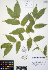  ( - ERM811)  @11 [ ] CreativeCommons - Attribution Non-Commercial Share-Alike (2012) Unspecified UBC Herbarium