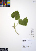  (Asarum caudatum - ERM835)  @11 [ ] CreativeCommons - Attribution Non-Commercial Share-Alike (2012) Unspecified UBC Herbarium
