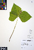  ( - ERM526)  @11 [ ] CreativeCommons - Attribution Non-Commercial Share-Alike (2012) Unspecified UBC Herbarium