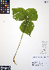  ( - ERM509)  @11 [ ] CreativeCommons - Attribution Non-Commercial Share-Alike (2012) Unspecified UBC Herbarium