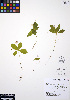  ( - ERM543)  @11 [ ] CreativeCommons - Attribution Non-Commercial Share-Alike (2012) Unspecified UBC Herbarium