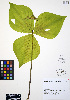  ( - ERM721)  @11 [ ] CreativeCommons - Attribution Non-Commercial Share-Alike (2012) Unspecified UBC Herbarium