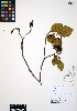  ( - ERM492)  @11 [ ] CreativeCommons - Attribution Non-Commercial Share-Alike (2012) Unspecified UBC Herbarium