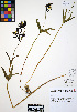  ( - ERM343)  @11 [ ] CreativeCommons - Attribution Non-Commercial Share-Alike (2012) Unspecified UBC Herbarium