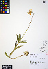  ( - ERM279)  @11 [ ] CreativeCommons - Attribution Non-Commercial Share-Alike (2012) Unspecified UBC Herbarium