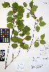  ( - ERM388)  @11 [ ] CreativeCommons - Attribution Non-Commercial Share-Alike (2012) Unspecified UBC Herbarium