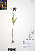  ( - ERM428)  @11 [ ] CreativeCommons - Attribution Non-Commercial Share-Alike (2012) Unspecified UBC Herbarium