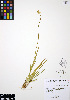  (Triantha - ERM300)  @11 [ ] CreativeCommons - Attribution Non-Commercial Share-Alike (2012) Unspecified UBC Herbarium