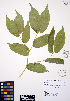  ( - ERM307)  @11 [ ] CreativeCommons - Attribution Non-Commercial Share-Alike (2012) Unspecified UBC Herbarium
