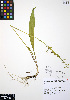  ( - ERM309)  @11 [ ] CreativeCommons - Attribution Non-Commercial Share-Alike (2012) Unspecified UBC Herbarium