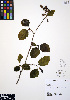  ( - ERM326)  @11 [ ] CreativeCommons - Attribution Non-Commercial Share-Alike (2012) Unspecified UBC Herbarium