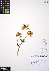 ( - ERM299)  @11 [ ] CreativeCommons - Attribution Non-Commercial Share-Alike (2012) Unspecified UBC Herbarium
