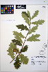  ( - HERB0346)  @11 [ ] CreativeCommons - Attribution Non-Commercial Share-Alike (2013) Unspecified UBC Herbarium