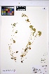  ( - HERB0370)  @11 [ ] CreativeCommons - Attribution Non-Commercial Share-Alike (2013) Unspecified UBC Herbarium