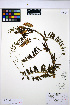 (Vicia nigricans - HERB0342)  @11 [ ] CreativeCommons - Attribution Non-Commercial Share-Alike (2013) Unspecified UBC Herbarium