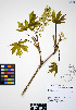  ( - ERM334)  @11 [ ] CreativeCommons - Attribution Non-Commercial Share-Alike (2012) Unspecified UBC Herbarium