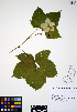  ( - ERM493)  @11 [ ] CreativeCommons - Attribution Non-Commercial Share-Alike (2012) Unspecified UBC Herbarium