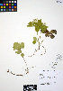  ( - ERM629)  @11 [ ] CreativeCommons - Attribution Non-Commercial Share-Alike (2012) Unspecified UBC Herbarium