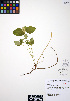  ( - ERM745)  @11 [ ] CreativeCommons - Attribution Non-Commercial Share-Alike (2012) Unspecified UBC Herbarium