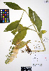  ( - ERM807)  @11 [ ] CreativeCommons - Attribution Non-Commercial Share-Alike (2012) Unspecified UBC Herbarium