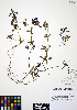  ( - ERM818)  @11 [ ] CreativeCommons - Attribution Non-Commercial Share-Alike (2012) Unspecified UBC Herbarium