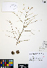  ( - ERM823)  @11 [ ] CreativeCommons - Attribution Non-Commercial Share-Alike (2012) Unspecified UBC Herbarium