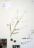  ( - ERM911)  @11 [ ] CreativeCommons - Attribution Non-Commercial Share-Alike (2012) Unspecified UBC Herbarium