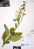  ( - ERM932)  @11 [ ] CreativeCommons - Attribution Non-Commercial Share-Alike (2012) Unspecified UBC Herbarium