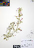  ( - ERM965)  @11 [ ] CreativeCommons - Attribution Non-Commercial Share-Alike (2012) Unspecified UBC Herbarium