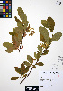  (Oemleria - ERM349)  @11 [ ] CreativeCommons - Attribution Non-Commercial Share-Alike (2012) Unspecified UBC Herbarium